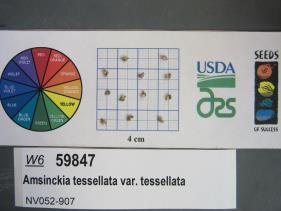 Click for 1 image(s) for this accession. SEED
